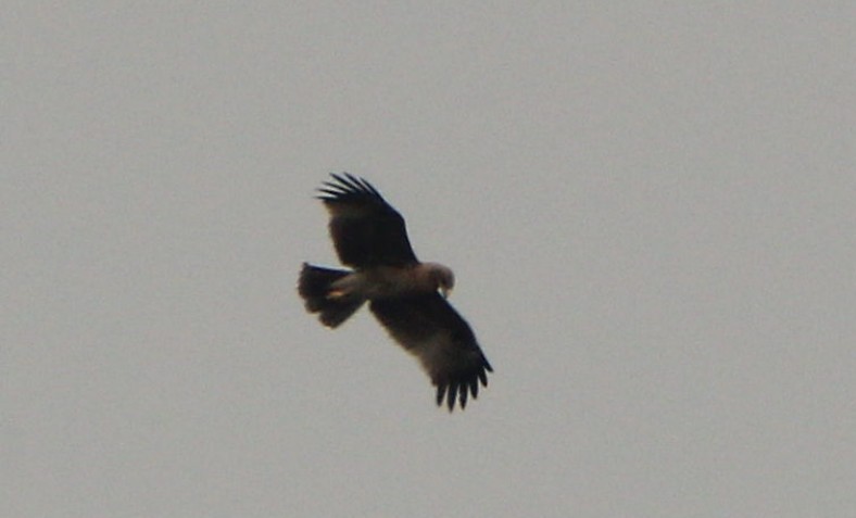 Indian Spotted Eagle - Saswat Mishra