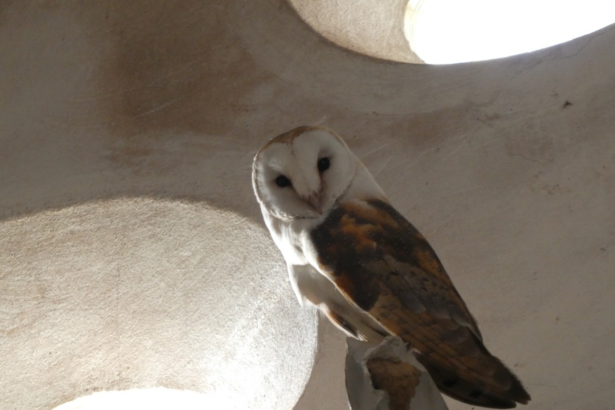 Barn Owl - Biel Bernat Bosch