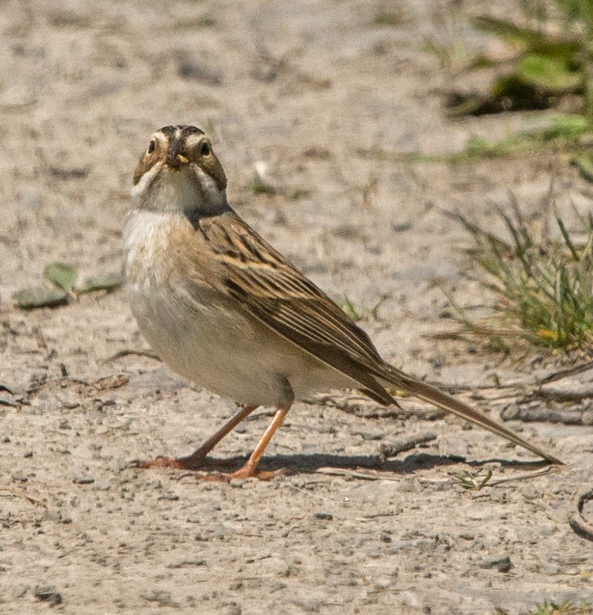 Clay-colored Sparrow - Willie D'Anna