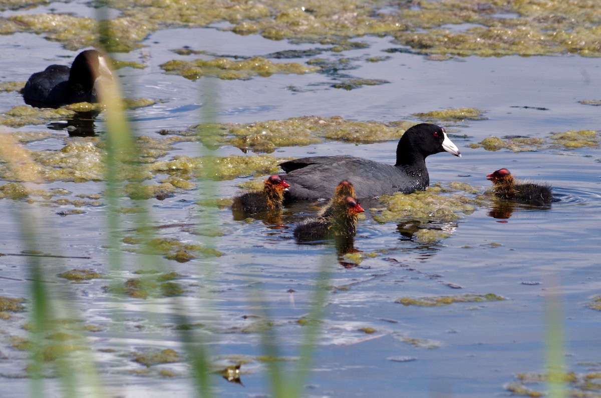 American Coot (Red-shielded) - ML28375571
