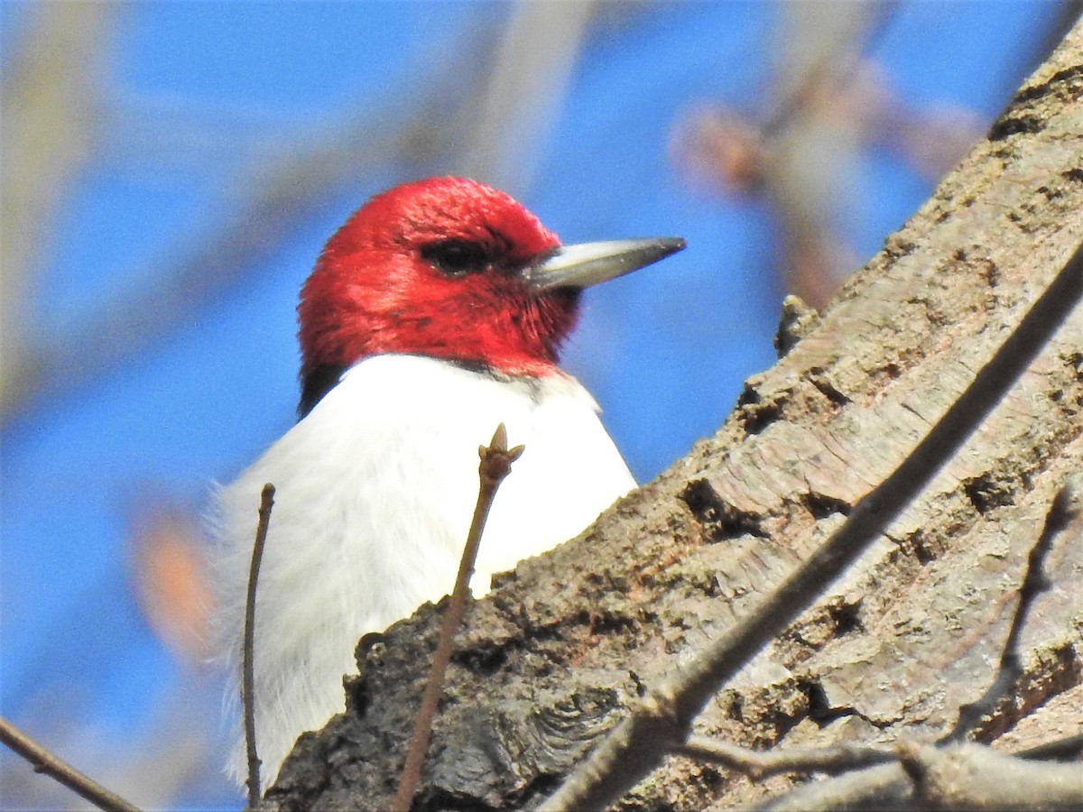 Red-headed Woodpecker - Susan Brauning