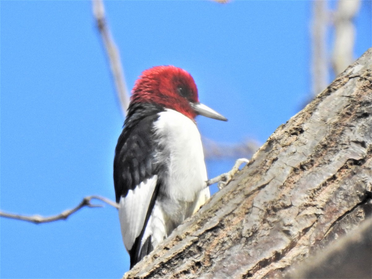 Red-headed Woodpecker - ML283757641