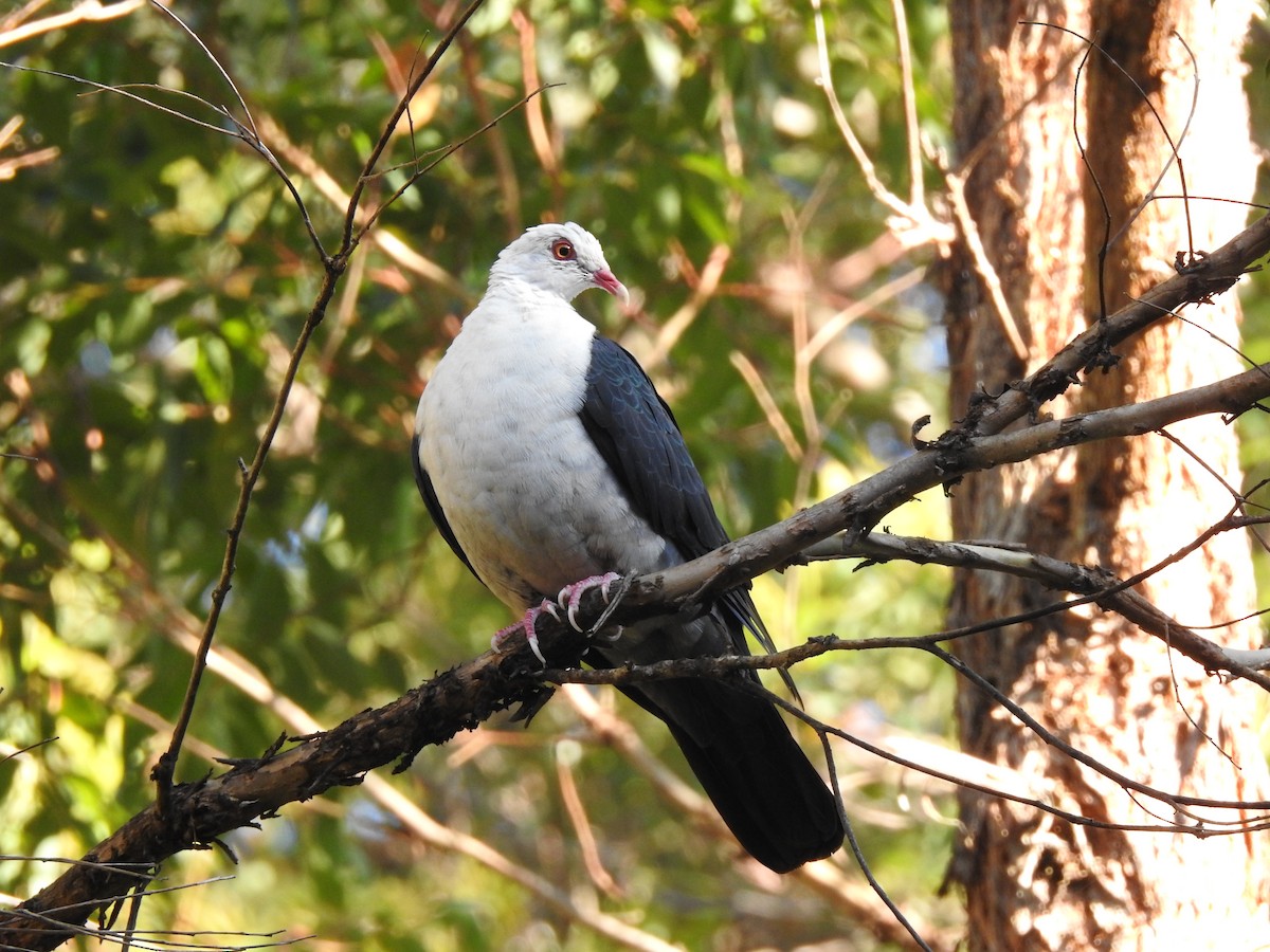 White-headed Pigeon - ML283759691