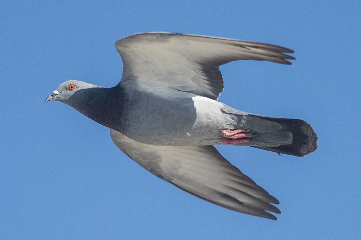 Rock Pigeon (Feral Pigeon) - ML283760701