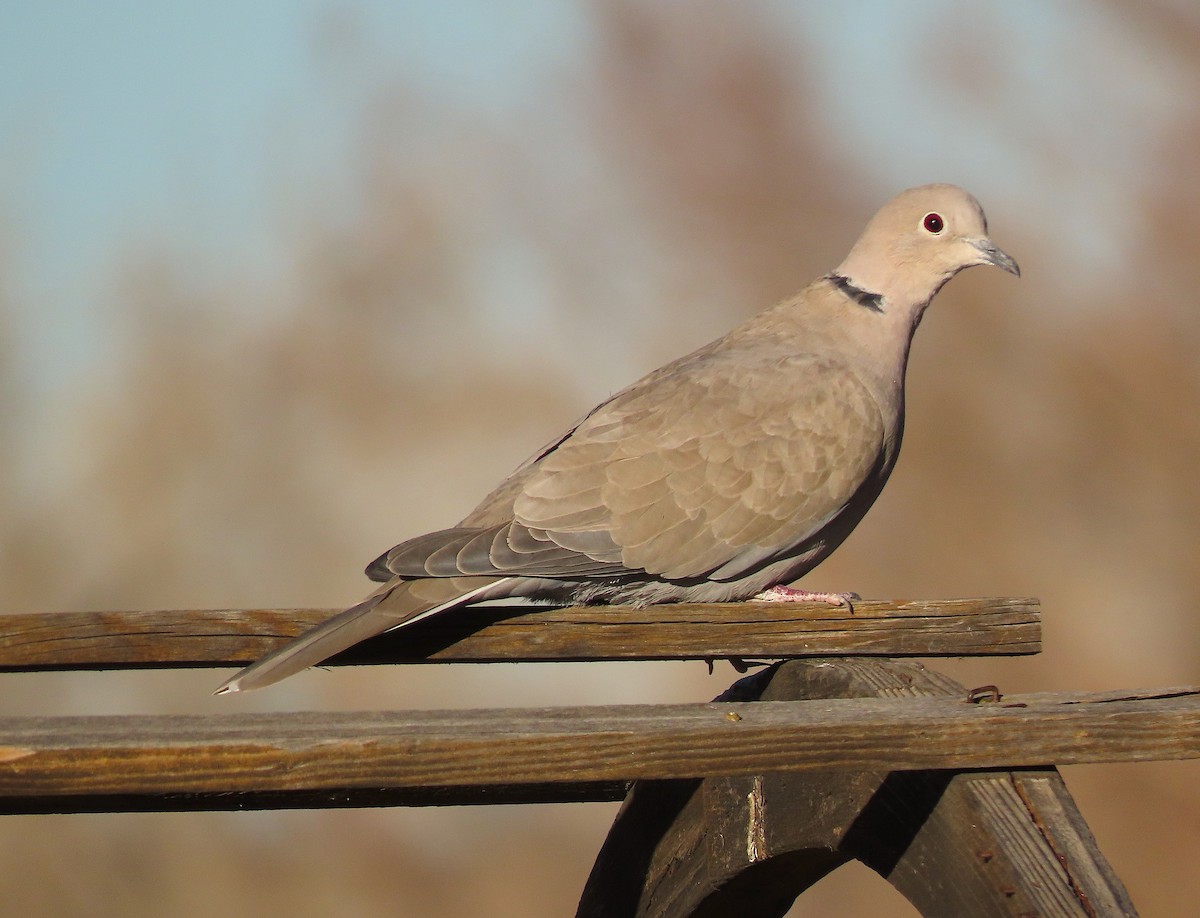 Eurasian Collared-Dove - ML283761081