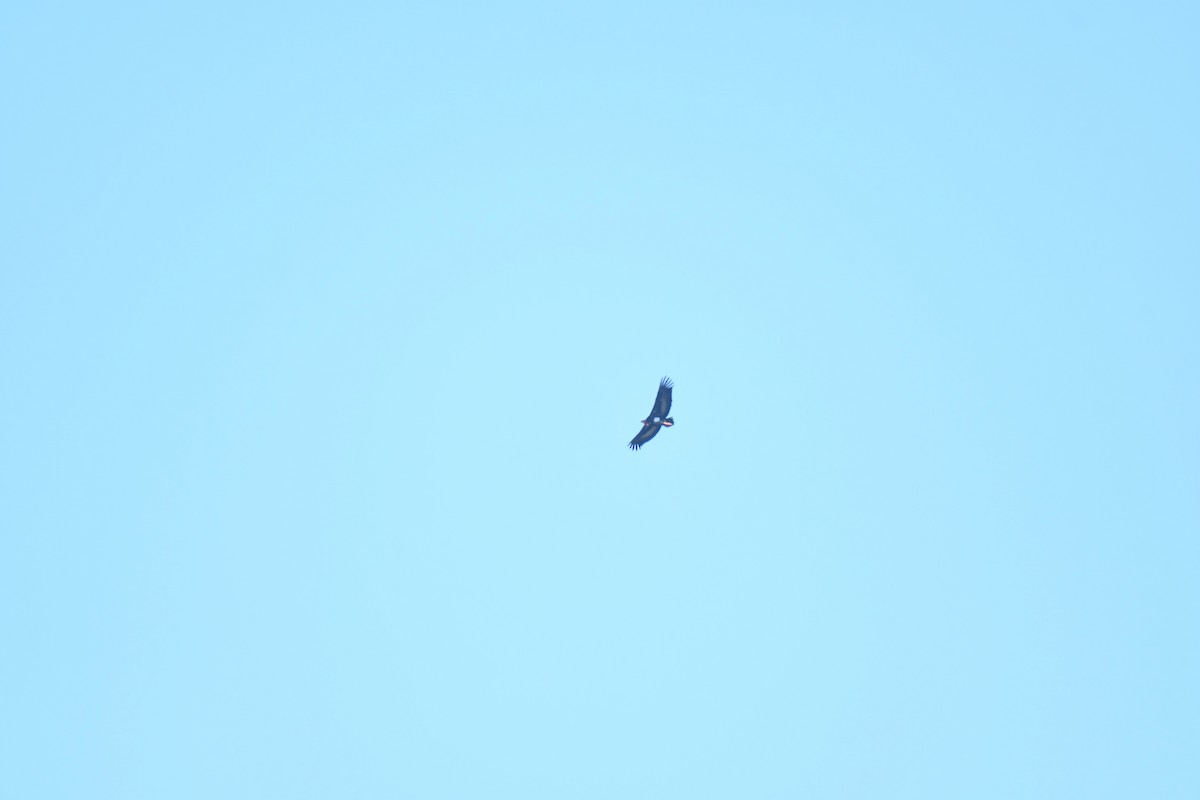 Red-headed Vulture - ML283761251