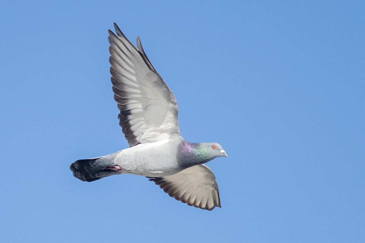 Rock Pigeon (Feral Pigeon) - ML283761481