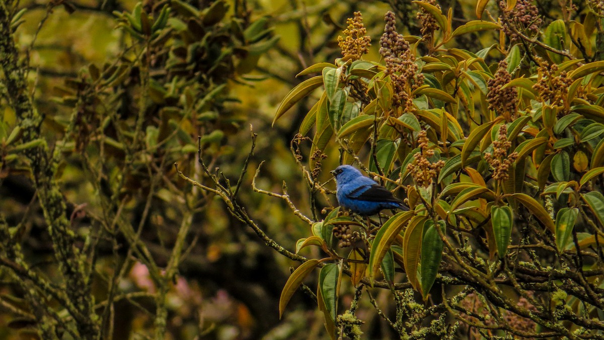 Blue-and-black Tanager - Gustavo Pisso