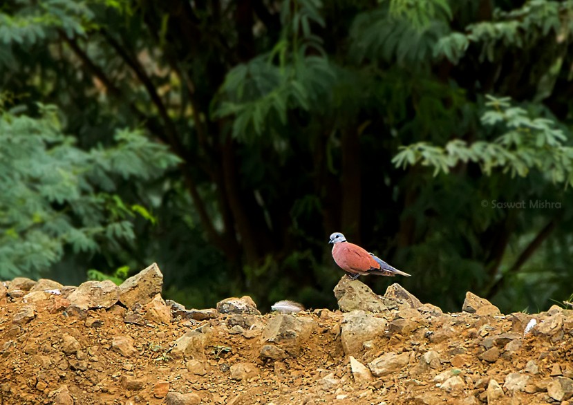 Red Collared-Dove - ML283771651
