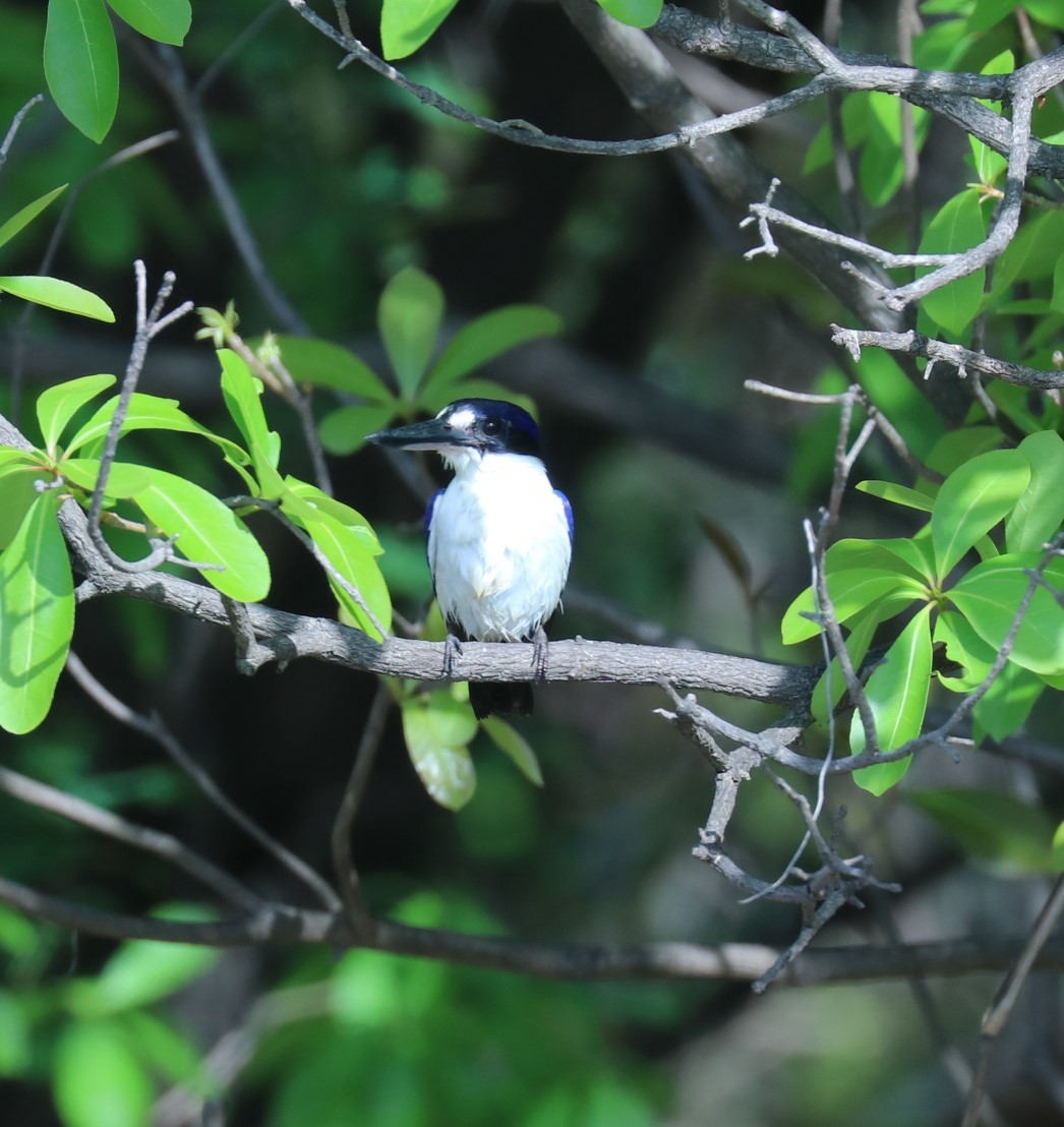 Forest Kingfisher - ML283784651