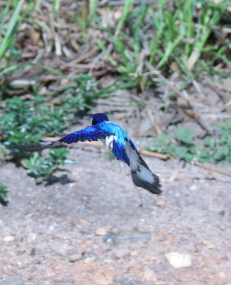 Forest Kingfisher - ML283784711