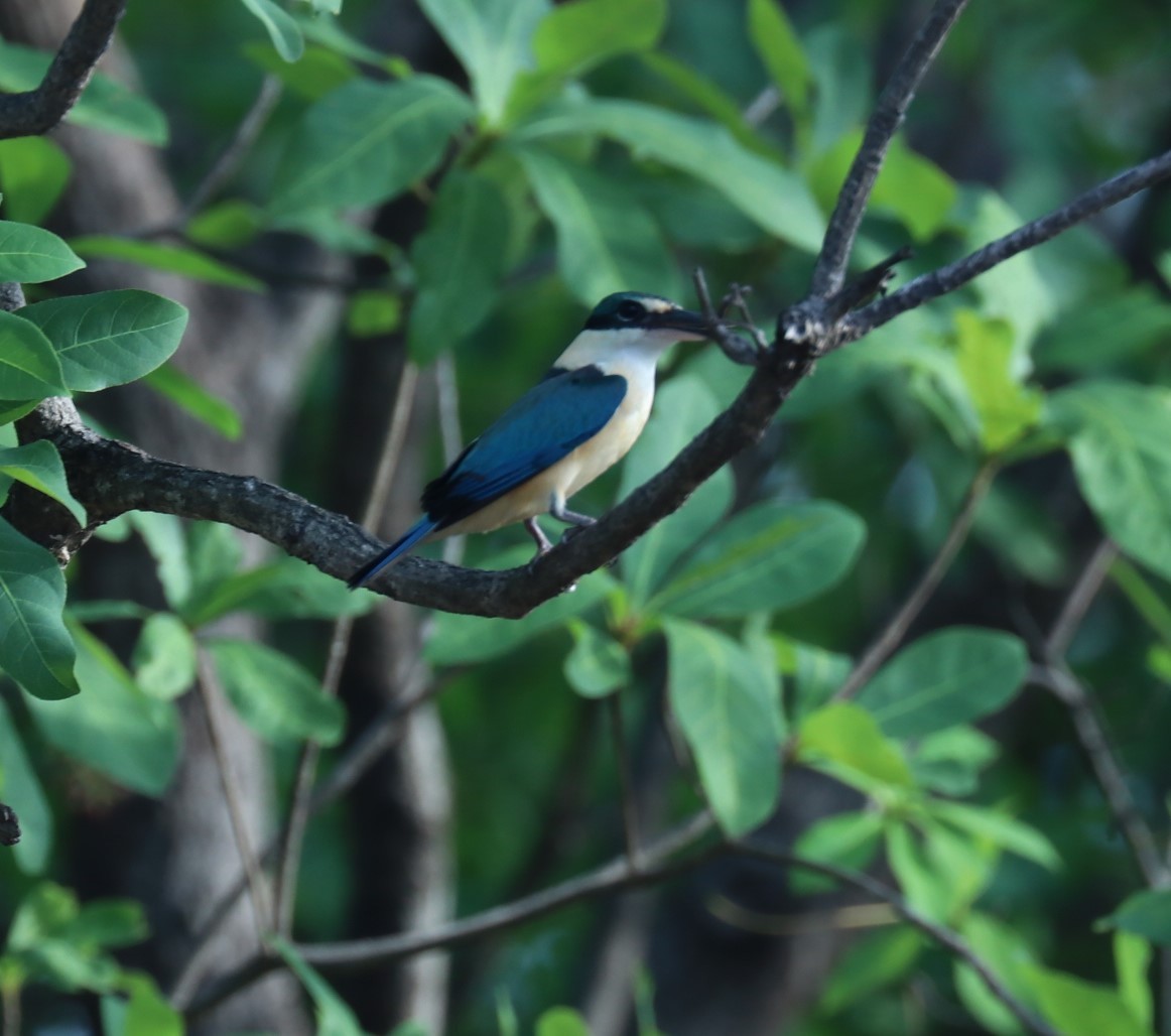 Sacred Kingfisher (Australasian) - ML283784811