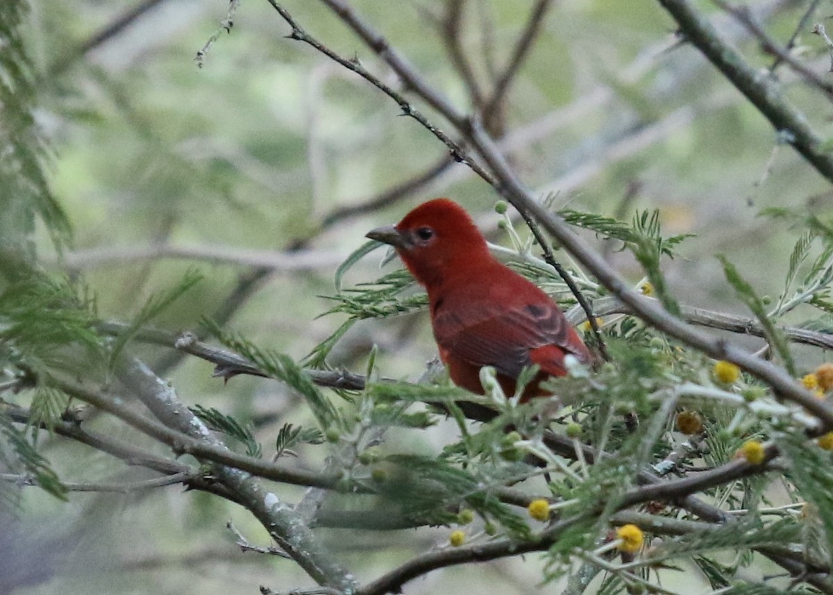 Hepatic Tanager - ML283785871