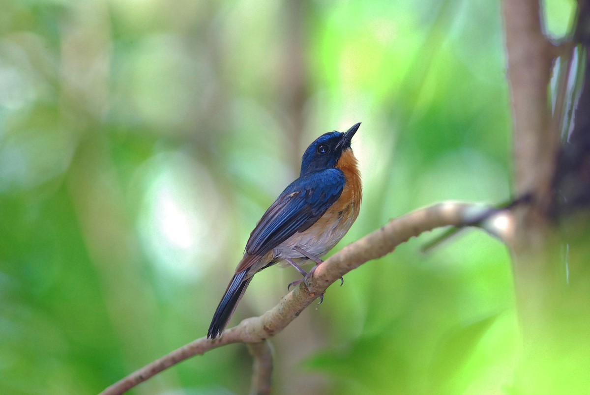 Mangrove Blue Flycatcher - Wachara  Sanguansombat