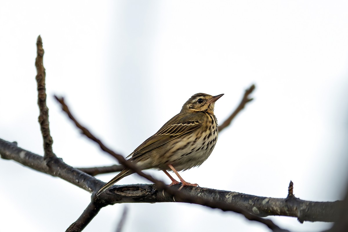 Olive-backed Pipit - ML283792701