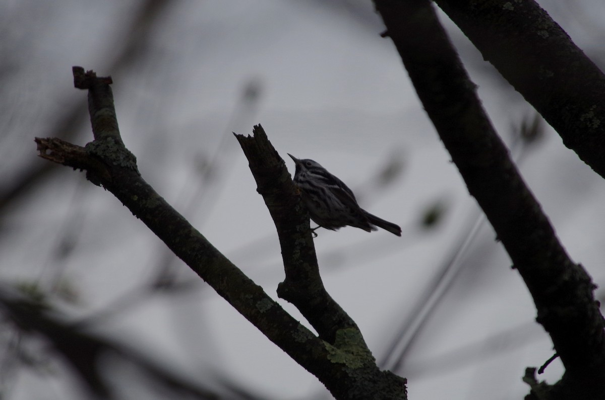 Black-and-white Warbler - ML28380081