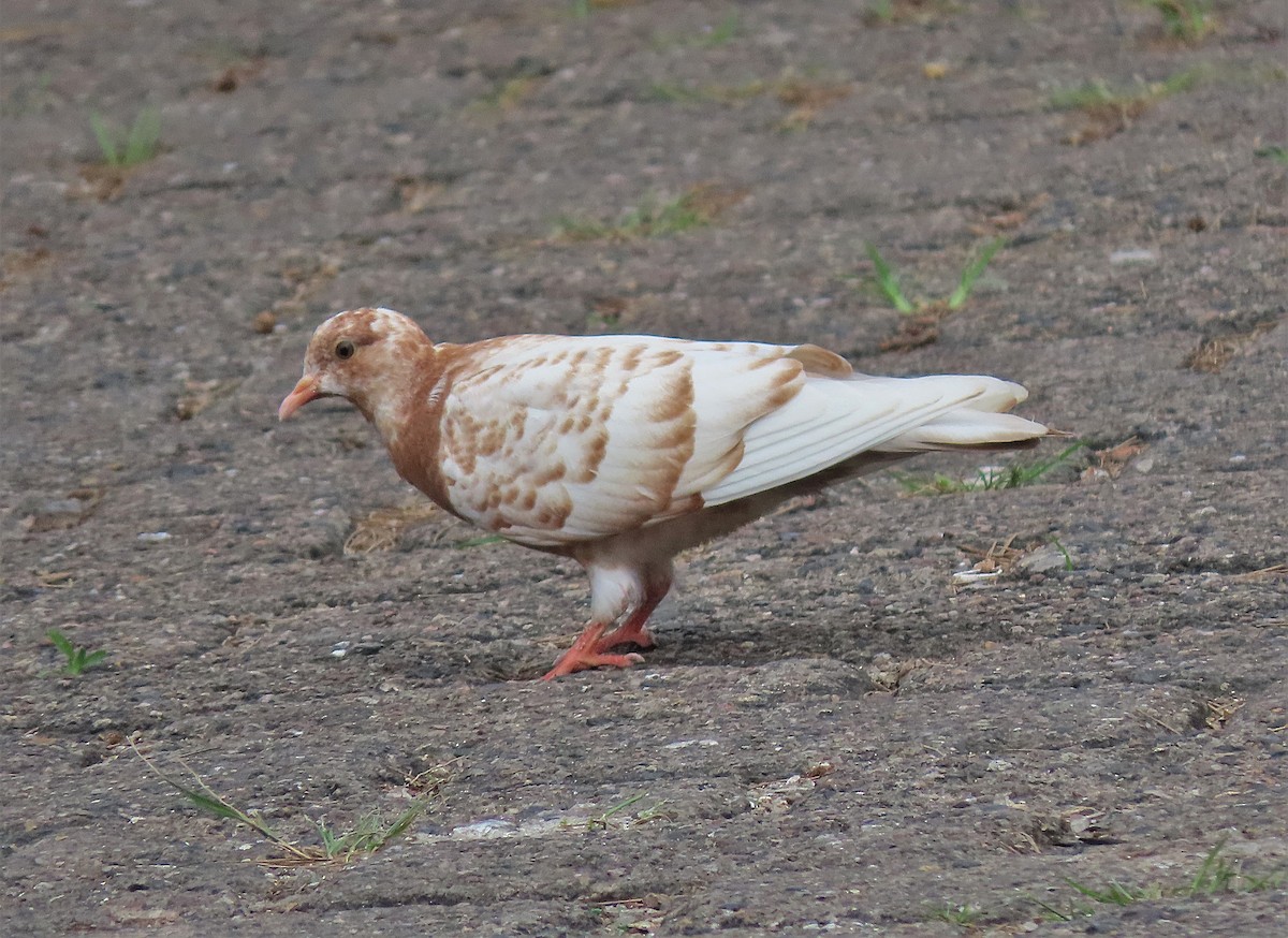 Rock Pigeon (Feral Pigeon) - ML283812391