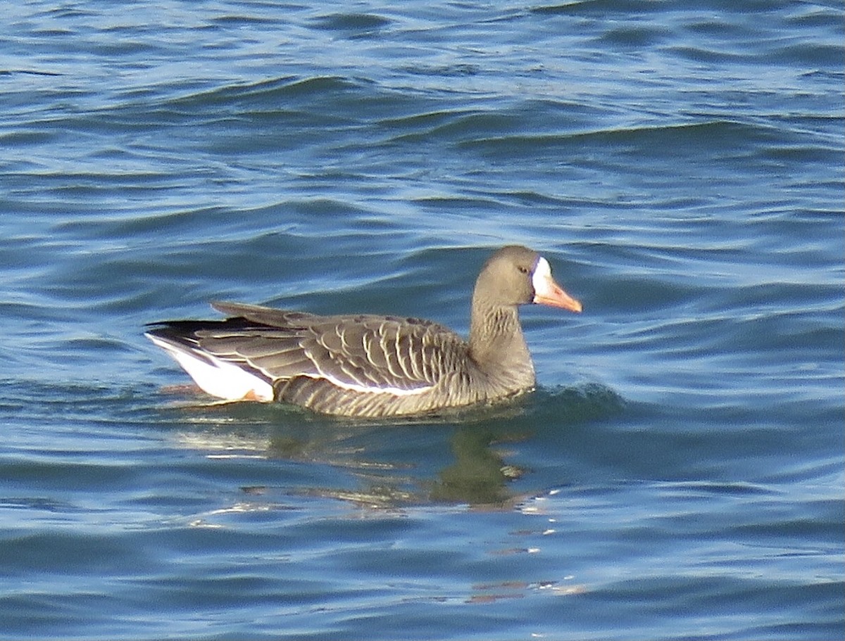 Greater White-fronted Goose - Alec Humann