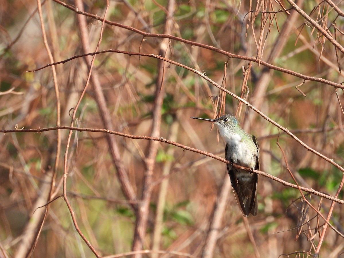 Azure-crowned Hummingbird - Adrianh Martinez-Orozco