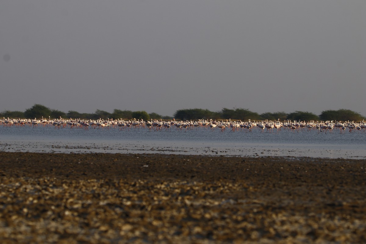 Lesser Flamingo - Bhaarat Vyas