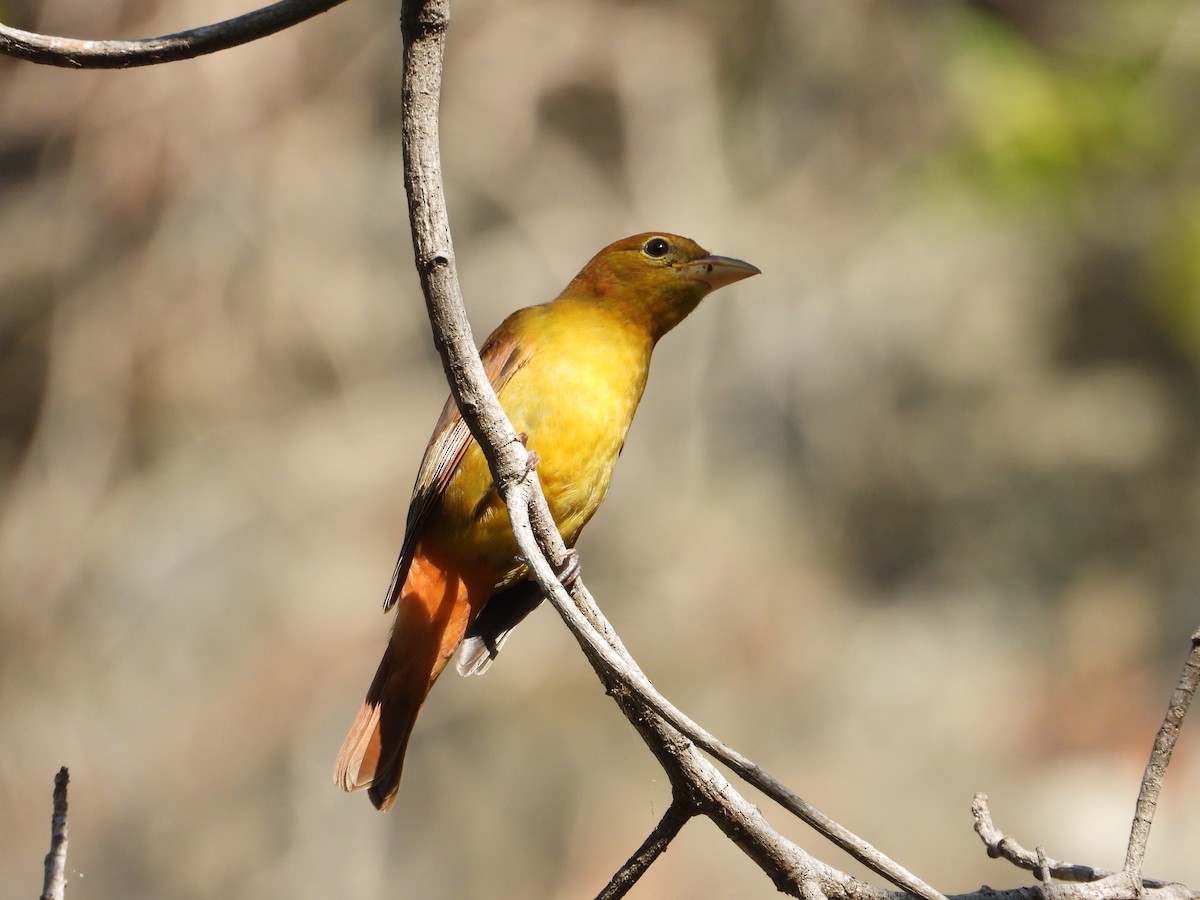 Summer Tanager - Adrianh Martinez-Orozco