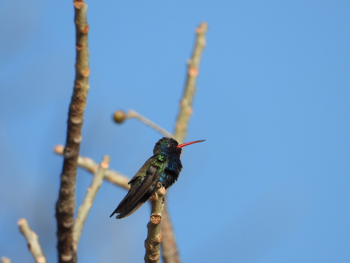 Turquoise-crowned Hummingbird - ML283824361
