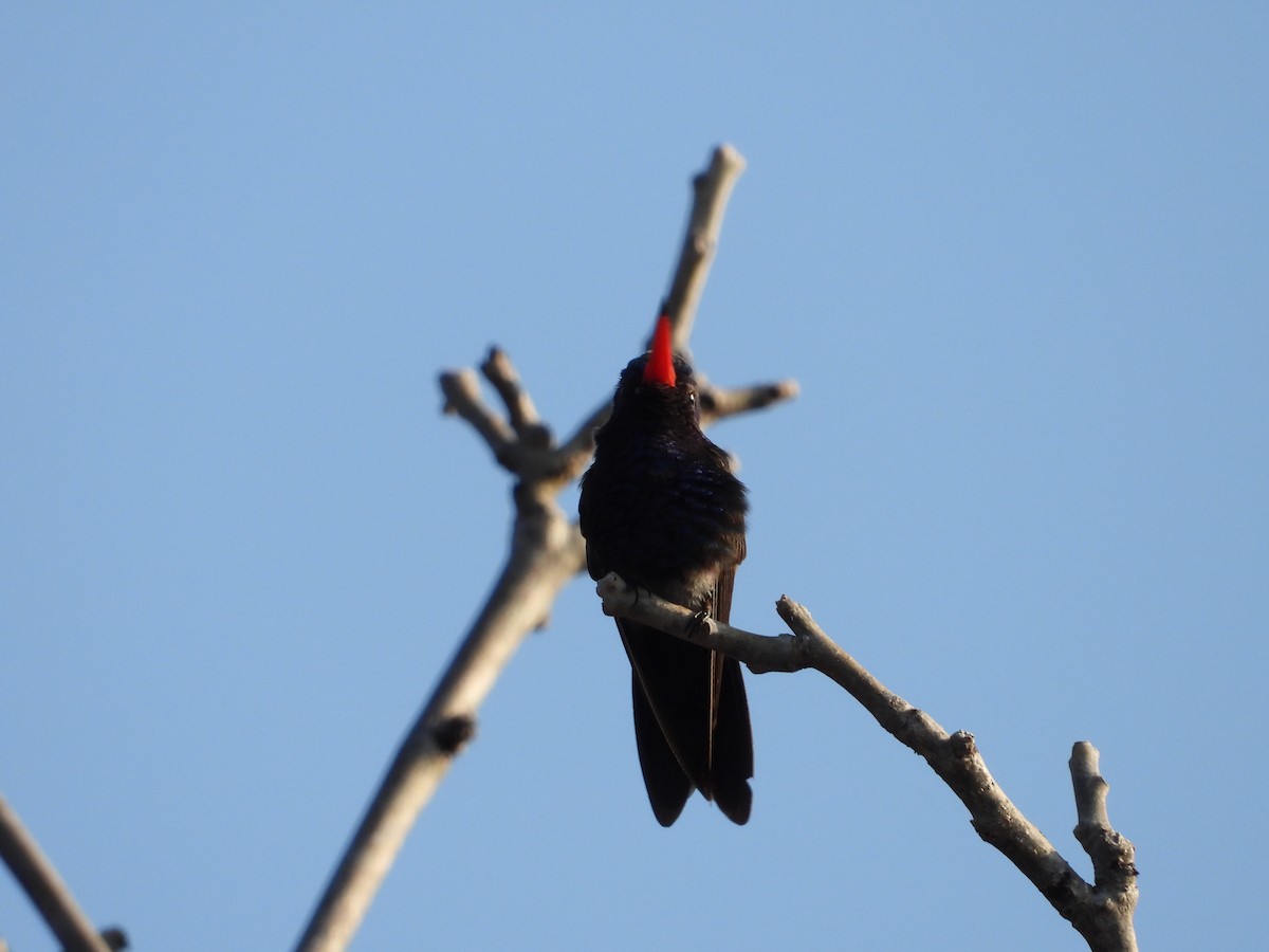Turquoise-crowned Hummingbird - ML283824401