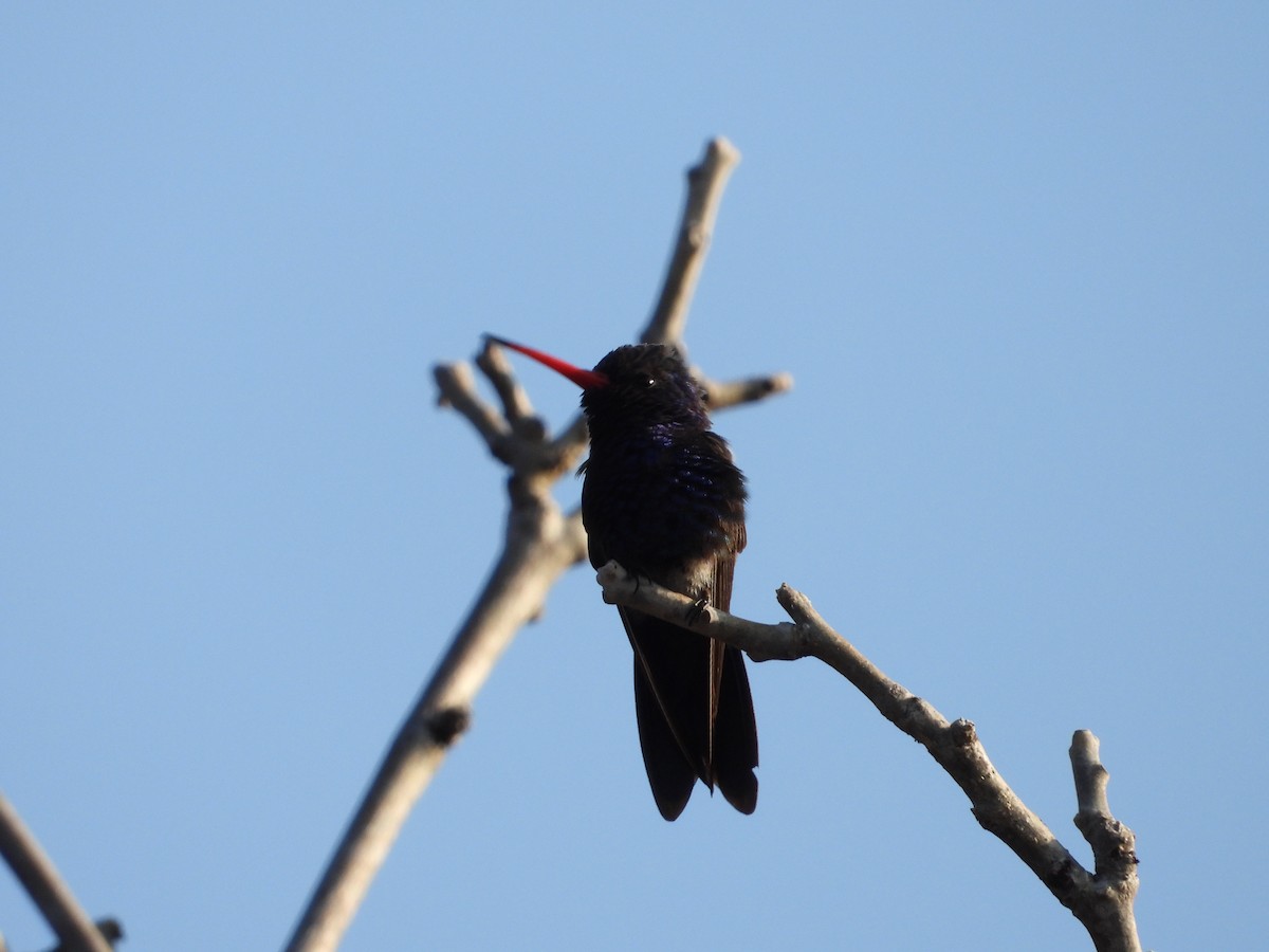 Turquoise-crowned Hummingbird - ML283824411