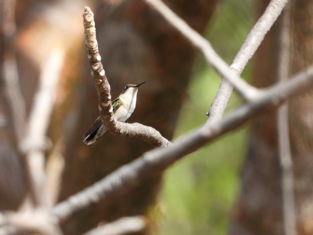 Ruby-throated Hummingbird - Adrianh Martinez-Orozco