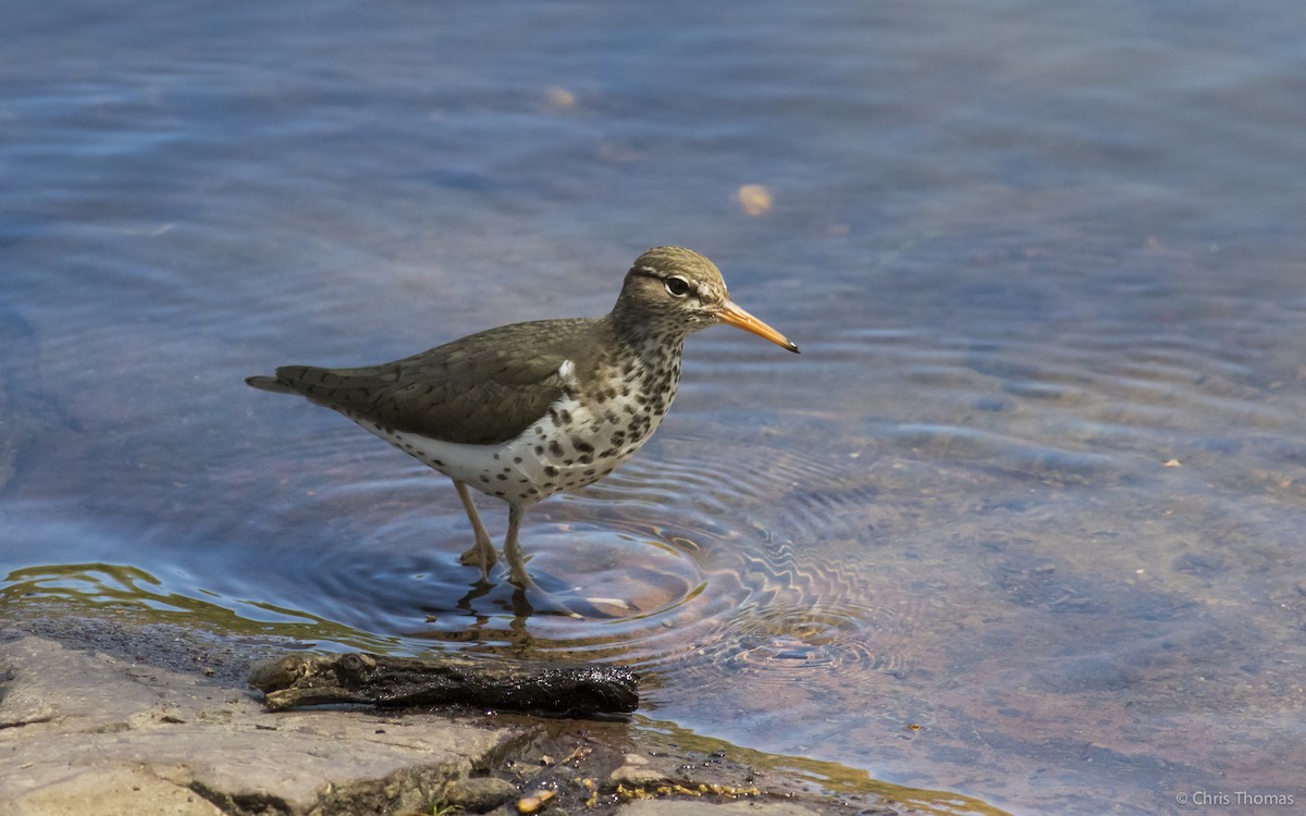 Spotted Sandpiper - Chris Thomas