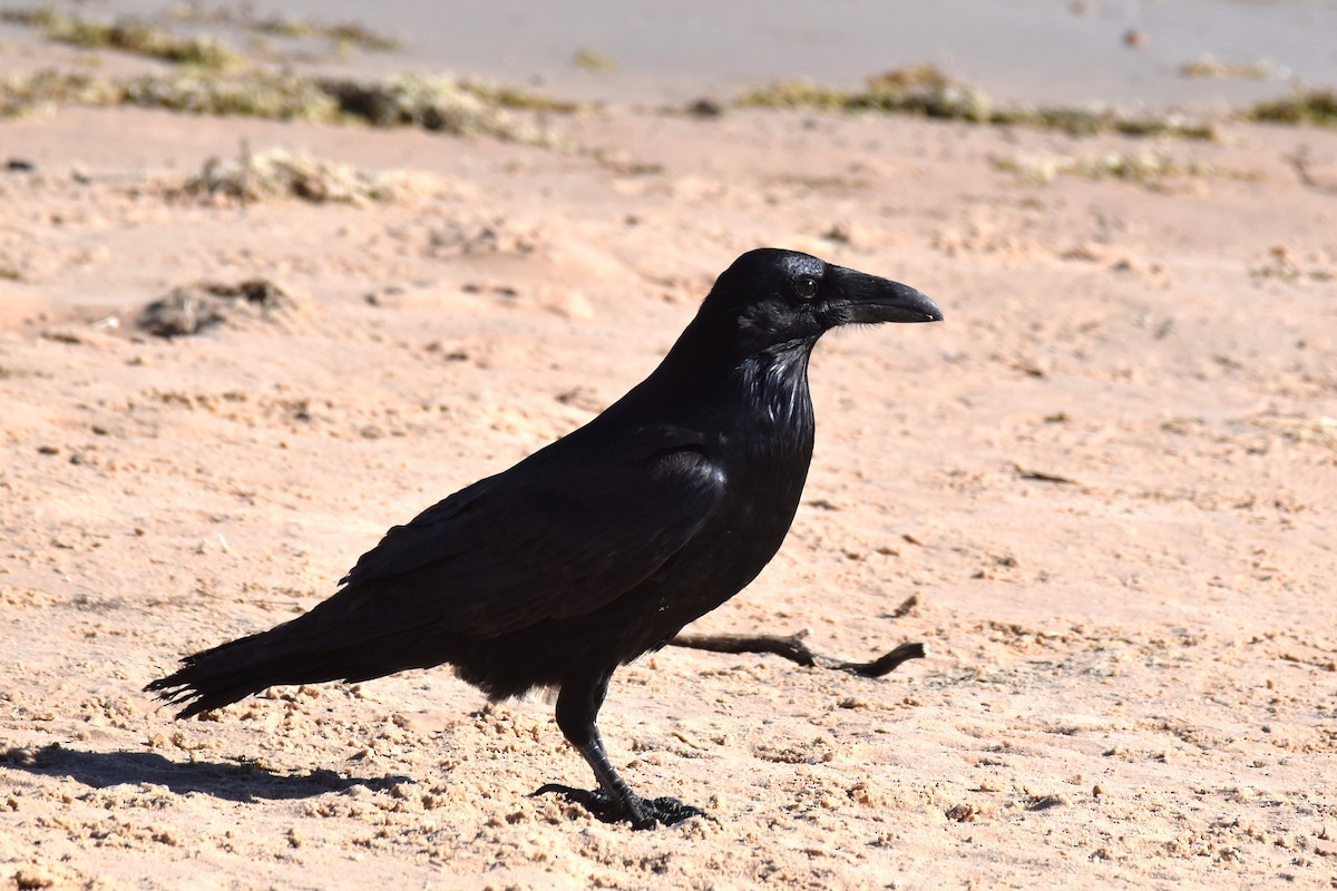 Common Raven - irina shulgina