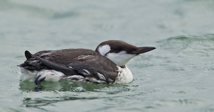 Common Murre - Paul Cools