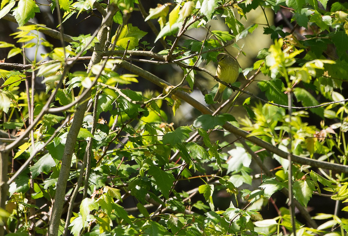 Orange-crowned Warbler - Jordan Satler