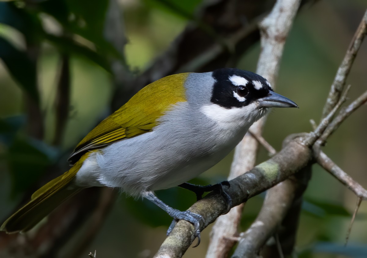 Black-crowned Palm-Tanager - ML283859681