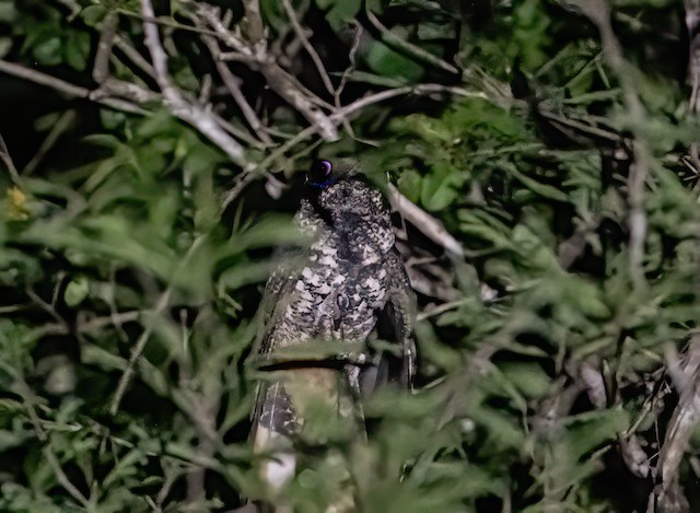 Greater Antillean Nightjar (Hispaniolan)