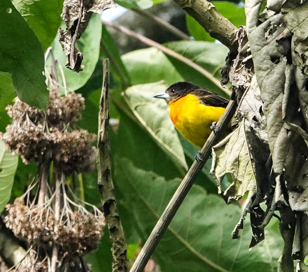 Flame-rumped Tanager - ML283866851