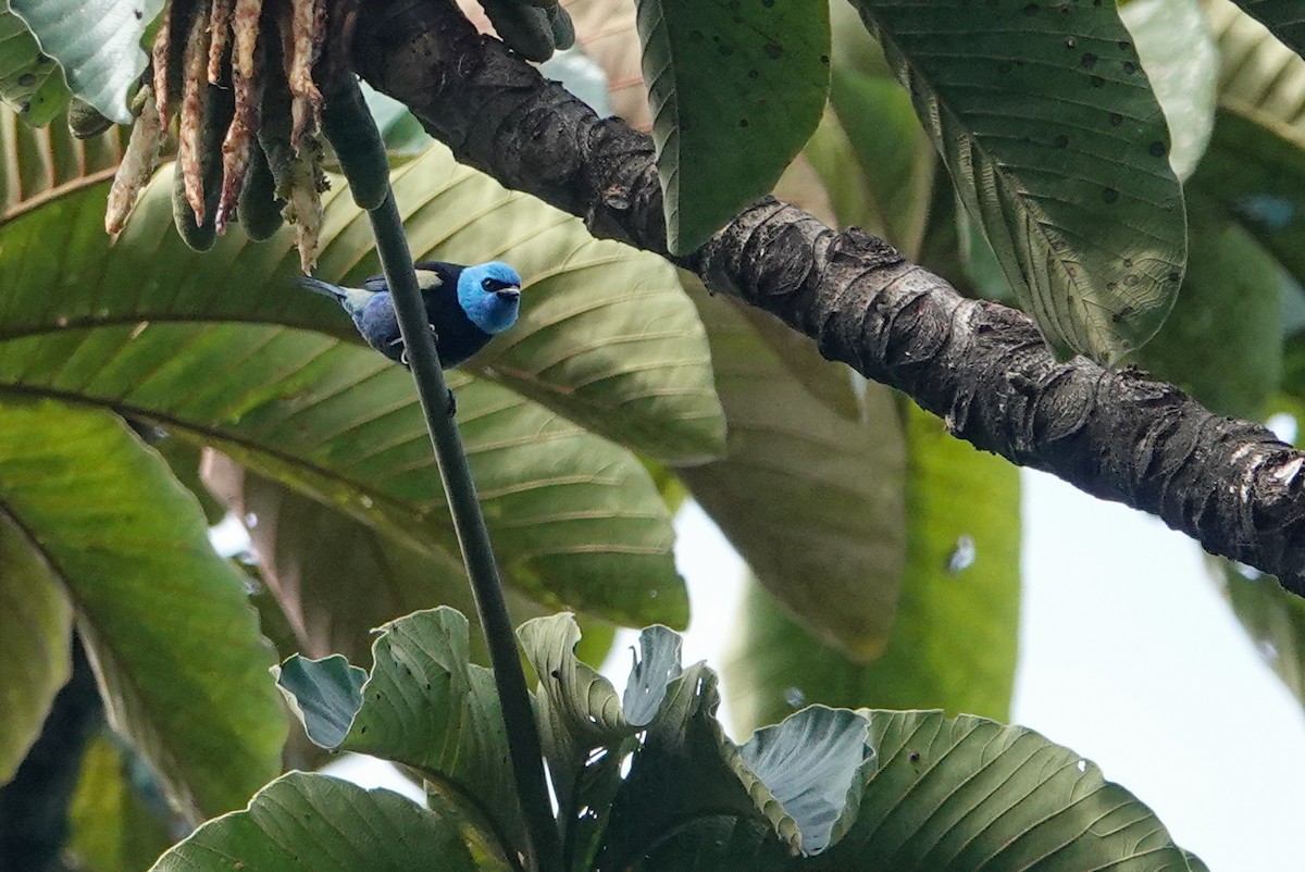 Blue-necked Tanager - ML283866951