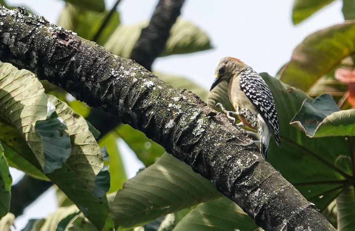 Golden-olive Woodpecker - Ricardo Cardona
