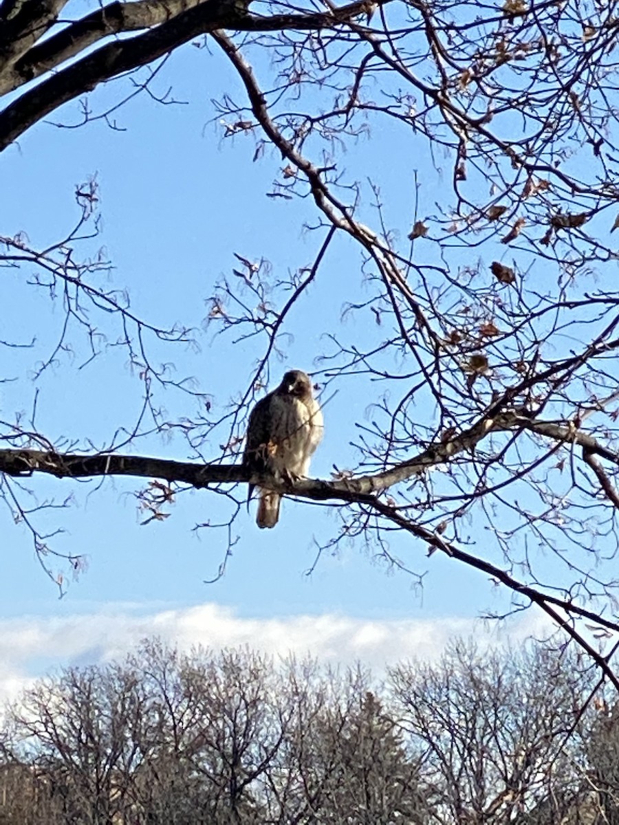 Red-tailed Hawk - ML283867921