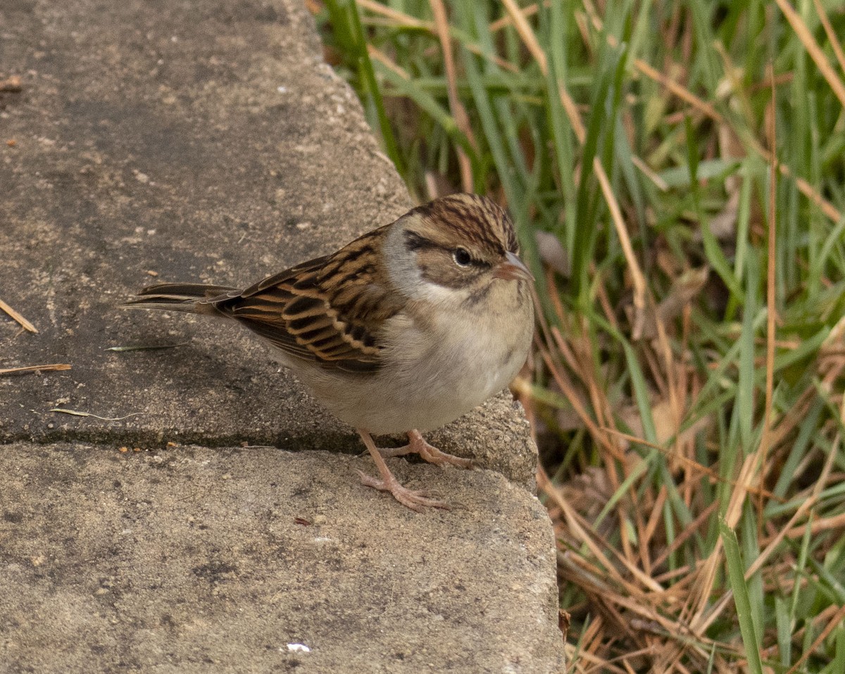 Chipping Sparrow - ML283868081