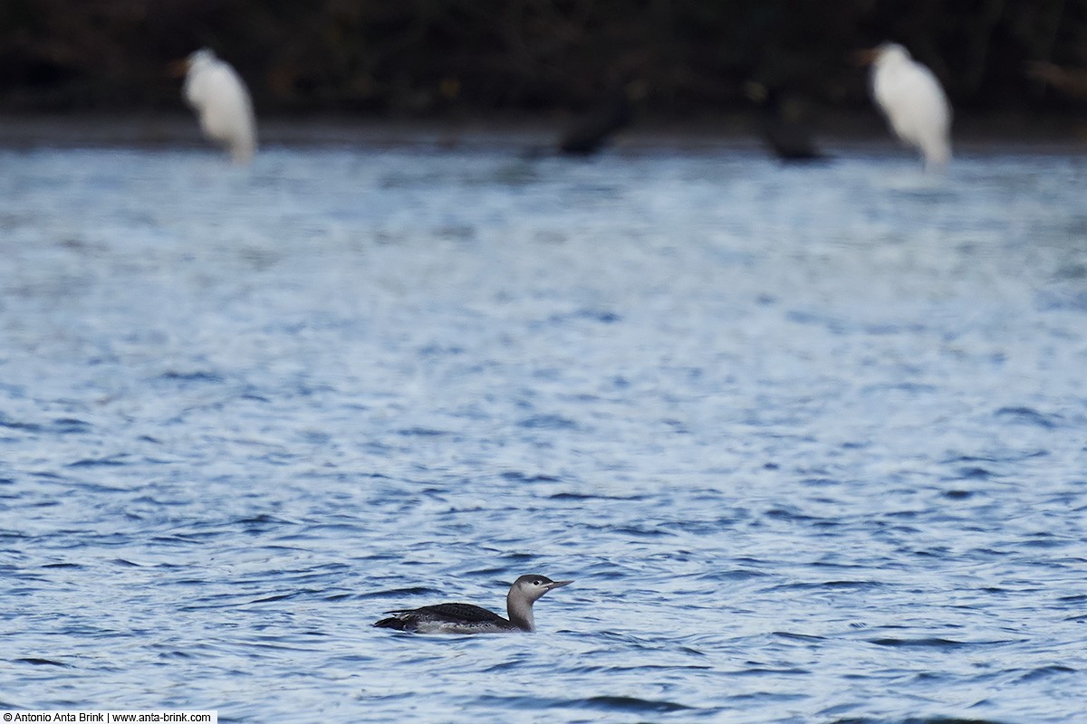 Red-throated Loon - ML283878821