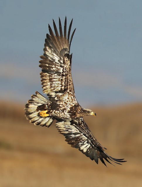 Second basic&nbsp;ventral view (subspecies <em>leucocephalus</em>). - Bald Eagle - 