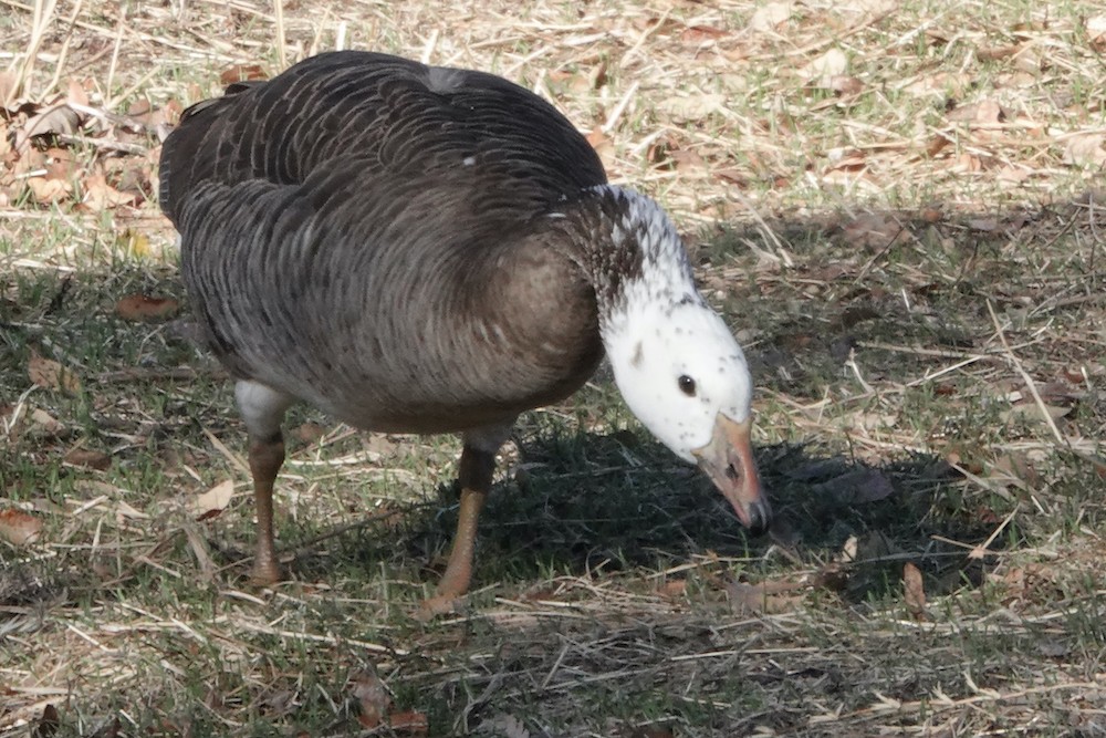 Domestic goose sp. (Domestic type) - ML283884981