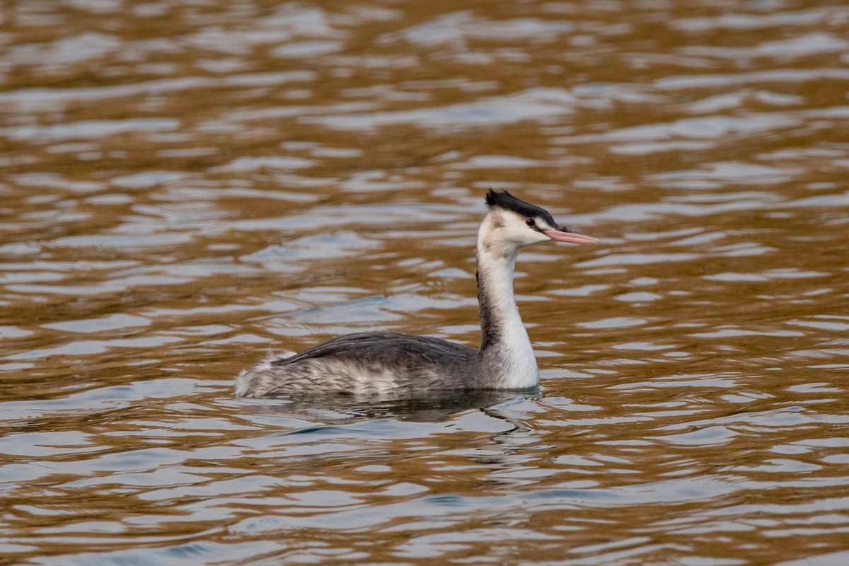 Great Crested Grebe - ML283885701