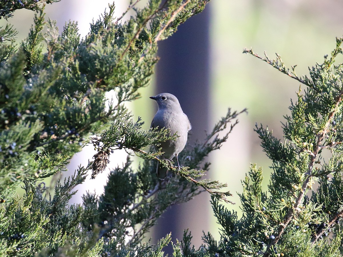 Townsend's Solitaire - ML283890651