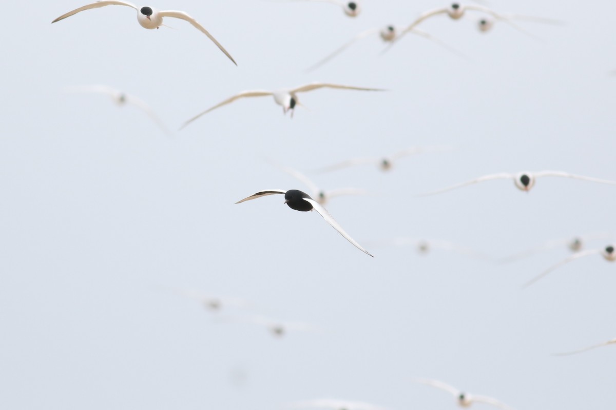 White-winged Tern - Peter Flood
