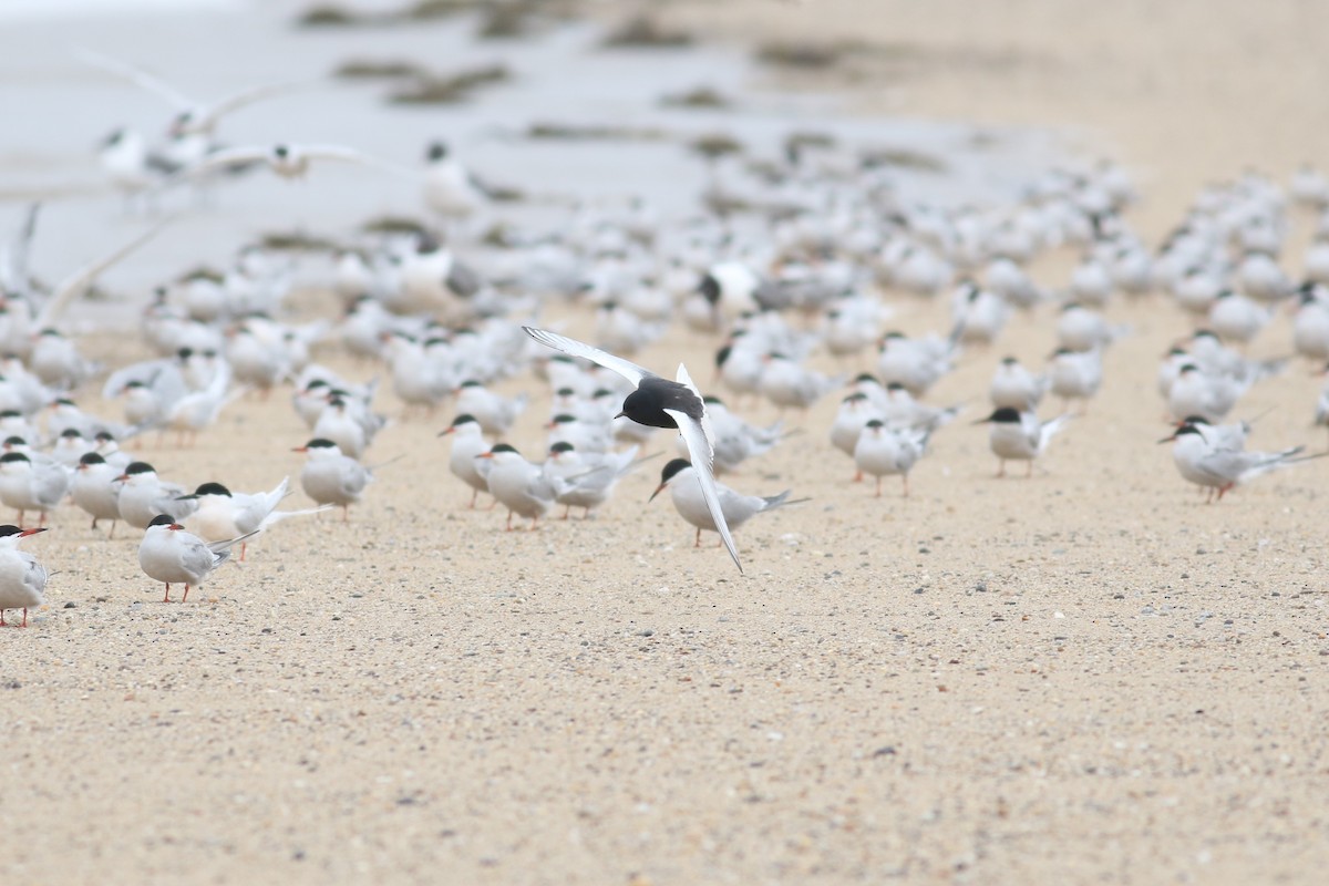 ML28389811 - White-winged Tern - Macaulay Library