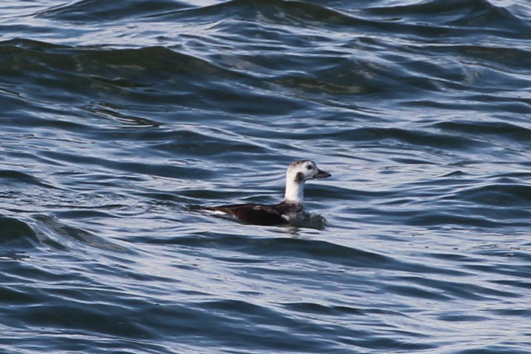Long-tailed Duck - ML283907251