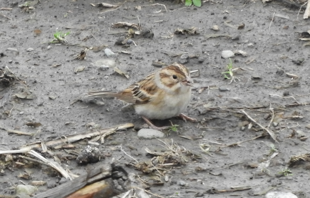 Clay-colored Sparrow - ML283913641