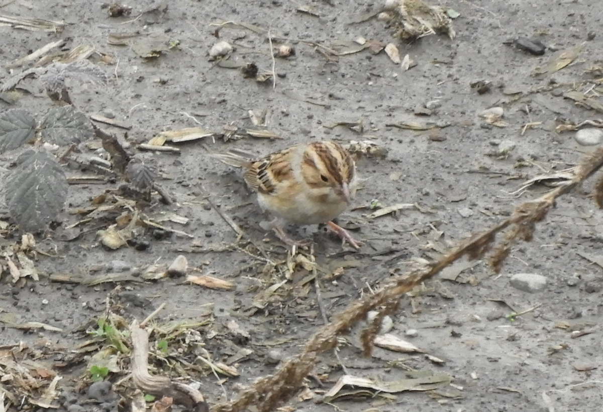 Clay-colored Sparrow - ML283913831